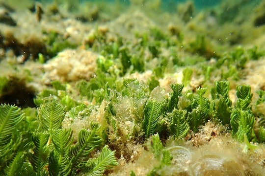 Nui Chua National Park - where marine biodiversity safeguarded
