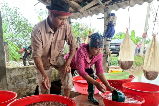 Tứ Kỳ phấn đấu có 700 ha sản xuất nông nghiệp hữu cơ vào năm 2025
