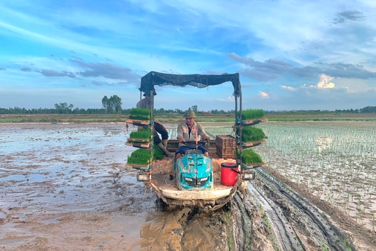 5 huyện ở Hải Dương hoàn thành gieo cấy vụ mùa