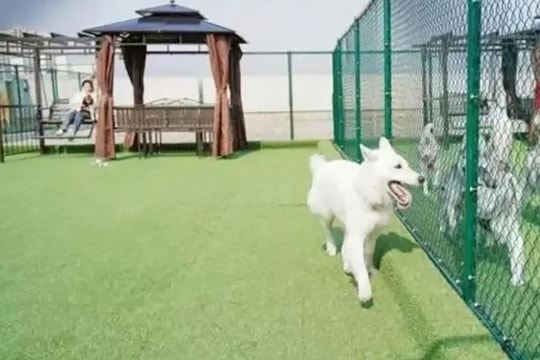 Chi bộn tiền cho thú cưng đi mẫu giáo