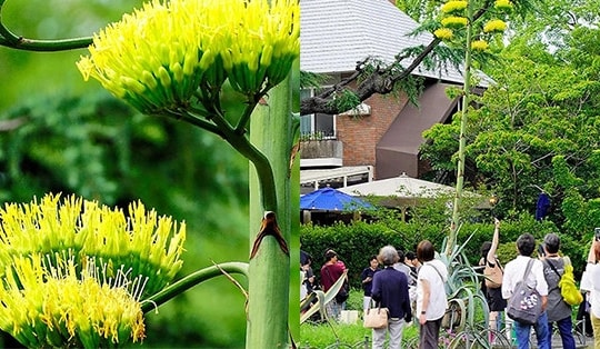 Cảnh tượng "trăm năm có một" bất ngờ xuất hiện trong công viên Hibiya (Nhật Bản)