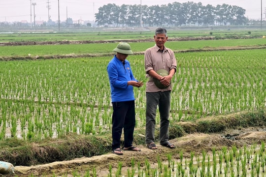 Nông dân Hải Dương hoàn thành gieo cấy lúa mùa