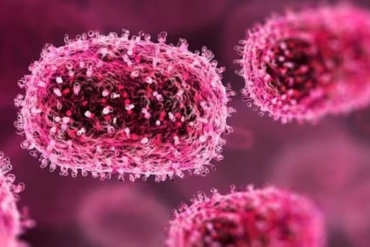 Ít nhất 16 người tử vong tại Ấn Độ do nhiễm virus hiếm gặp