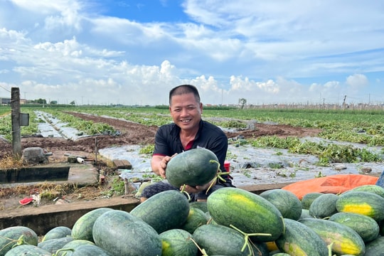 Gia Lộc sẽ giảm gần 1.500 ha đất nông nghiệp