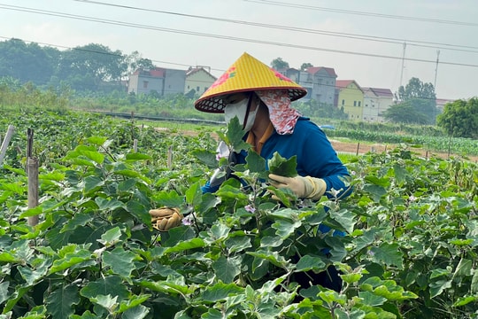 Nông dân Hải Dương chủ động ứng phó mưa lớn do hoàn lưu bão số 2
