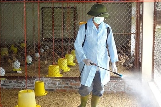 Phòng bệnh cho vật nuôi mùa mưa bão