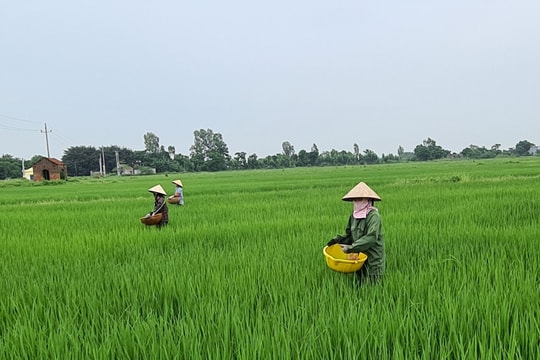 Vùng lúa chất lượng cao quy mô lớn của Hải Dương ở đâu?