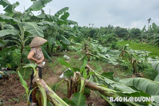 Lợi dụng mưa gió, kẻ gian chặt phá 100 cây chuối của một nông dân ở Thanh Hà