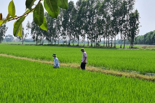 Hải Dương cấp mã số 14 vùng lúa chất lượng