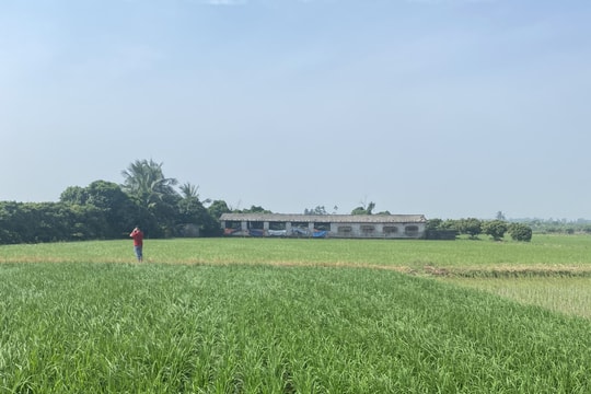 Một phụ nữ ở xã Quyết Thắng (TP Hải Dương) tử vong do dùng điện bẫy chuột
