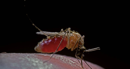 Brazil đối mặt với mối đe doạ mới từ virus gây bệnh hiếm