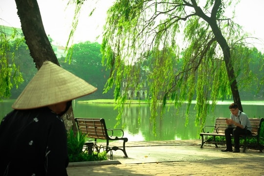 Liễu biếc