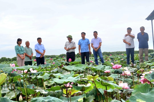 Thử nghiệm trồng một số giống sen gắn với phát triển du lịch tại Đảo Cò