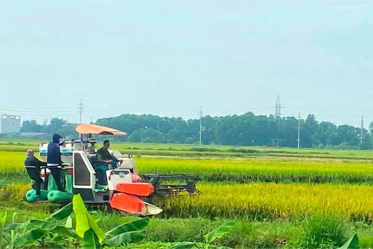 Cẩm Giàng giảm 14,5 ha ruộng bỏ hoang