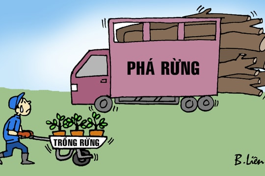 Nỗi buồn của rừng