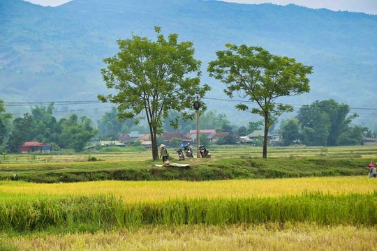 Cánh đồng bỏ quên