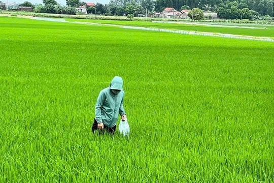 Sâu bệnh phát sinh, gây hại lúa mùa ở một số xã của Thanh Hà, Thanh Miện