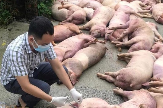 Dịch tả lợn châu Phi áp sát Hải Dương