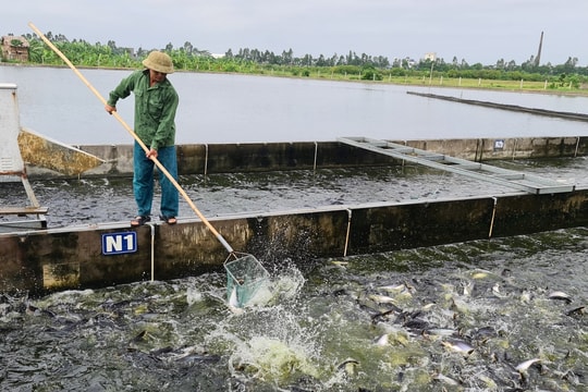 Năng suất thủy sản nuôi thâm canh ở Hải Dương gấp 3 lần nuôi truyền thống