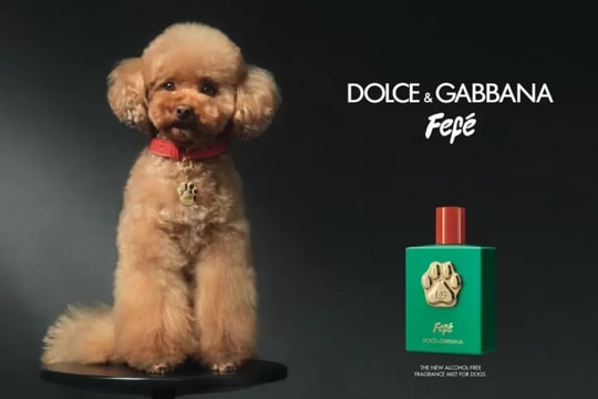 Dolce & Gabbana ra mắt nước hoa dành riêng cho chó