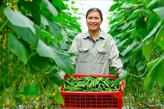 Largest baby cucumber garden in Hai Duong