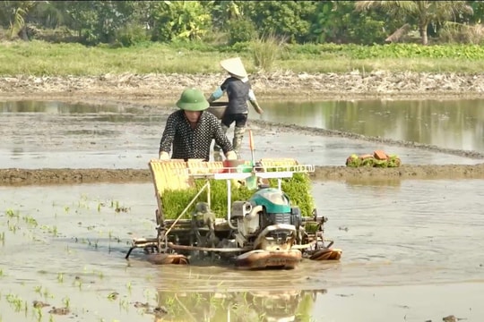 Diện tích cấy lúa bằng máy ở Tứ Kỳ tăng 136 ha