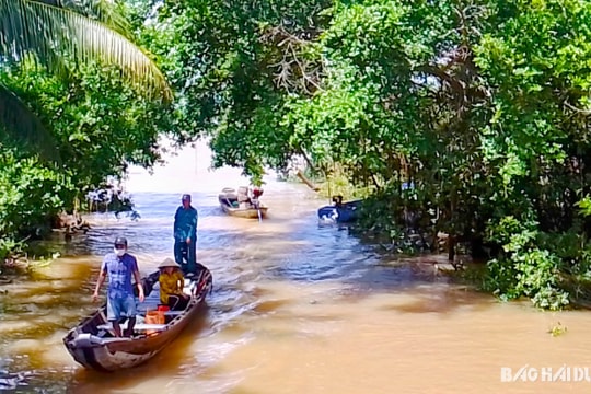 Vi vu cồn Sơn miệt vườn trên dòng sông Hậu
