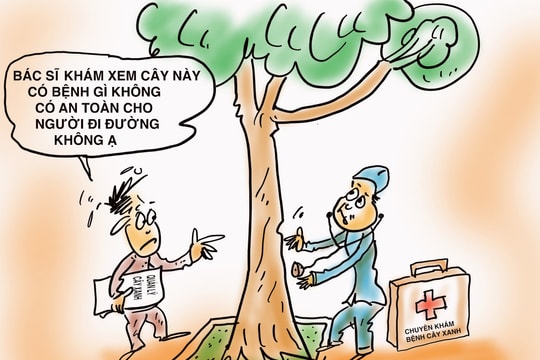 "Khám bệnh" cho cây mùa mưa bão