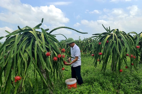 Thanh long Bạch Đằng (Kinh Môn) không chứa dư lượng thuốc bảo vệ thực vật