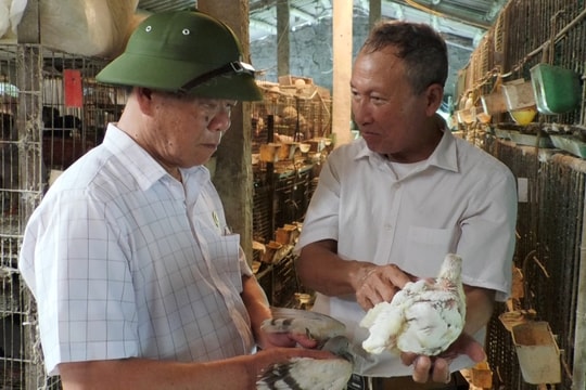 Cựu chiến binh làm giàu từ nuôi chim bồ câu