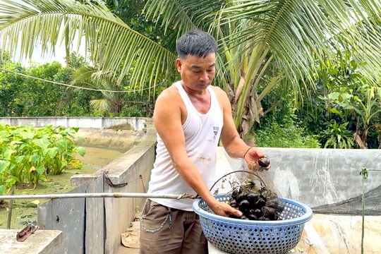 Mục sở thị trang trại nuôi ốc nhồi lớn nhất huyện Tứ Kỳ