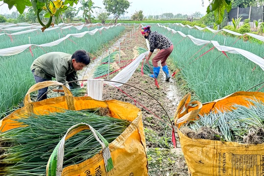 Hành lá Phạm Kha (Thanh Miện) bán được giá, cho lãi cao