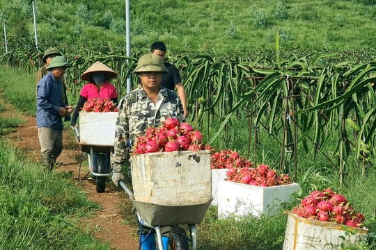 Xanh mướt đồi thanh long Bến Tắm (Chí Linh)