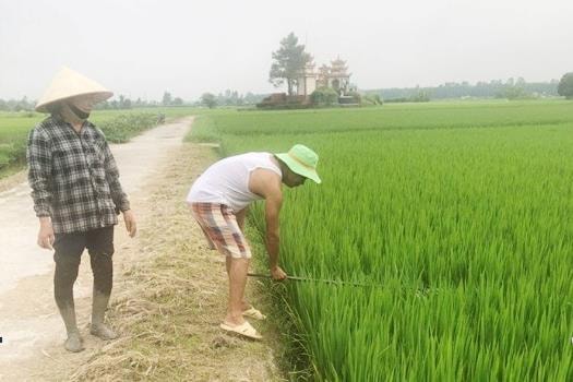 Cách phòng trừ bướm cuốn lá nhỏ hại lúa