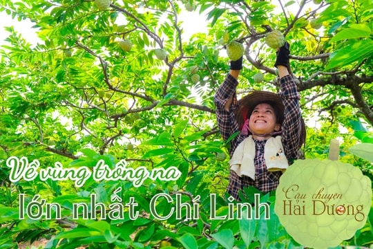 Về vùng trồng na lớn nhất Chí Linh