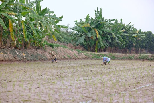 Tứ Kỳ tăng 70 ha lúa hữu cơ
