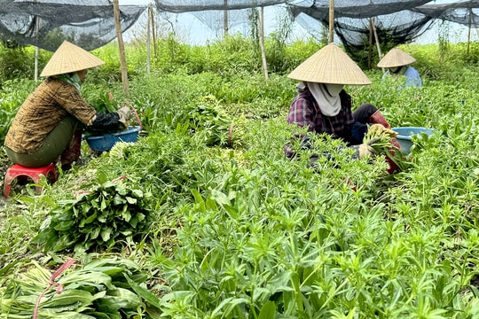 Nông dân Nam Sách trồng rau mùi tàu cho thu nhập khá