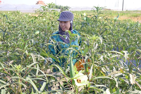 30 ha đậu bắp ở Nam Sách được doanh nghiệp bao tiêu