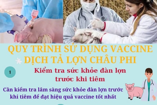 Sử dụng vaccine dịch tả lợn châu Phi thế nào?