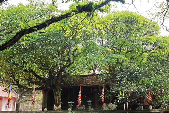 Chiêm ngưỡng hai cây đại cổ thụ ở di tích đền Cao An Phụ (Kinh Môn)