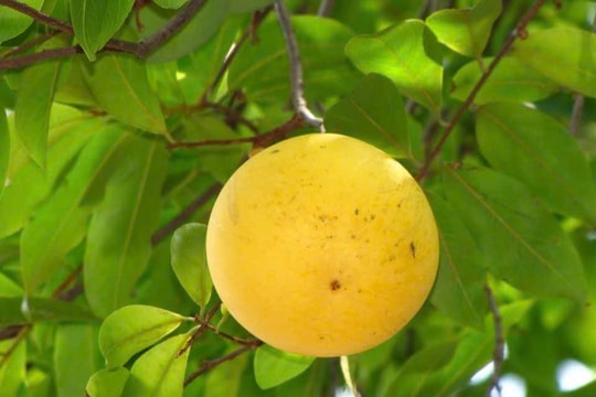 Mùa thị chín