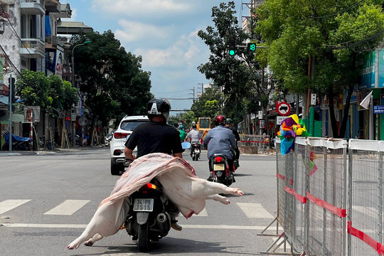 Phản cảm chở thịt lợn trên đường