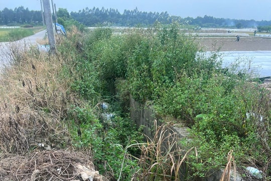 Kênh N9 ở thôn Ô Mễ (Tứ Kỳ) bị bỏ hoang