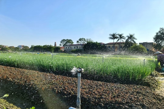 Khoảng 600 ha sản xuất nông nghiệp ở Hải Dương ứng dụng tưới tiết kiệm