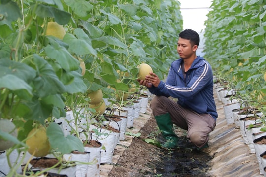 Sản xuất nông nghiệp theo mô hình kinh tế tuần hoàn ở Hợp tác xã Âu Việt Farm (Kim Thành)