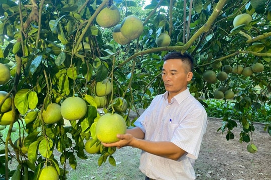 Những vườn bưởi đào trĩu quả ở Thanh Hồng (Thanh Hà)