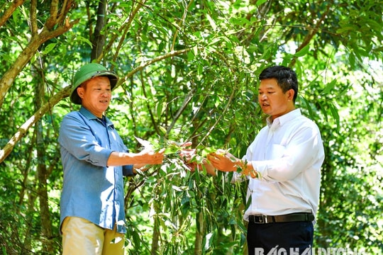 Cây dược liệu trên đất đồi Chí Linh