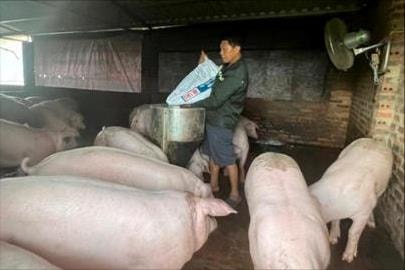 Tăng cường an toàn sinh học trong chăn nuôi
