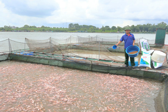 Nông dân Hải Dương kiểm tra, gia cố lồng bè nuôi cá trên sông