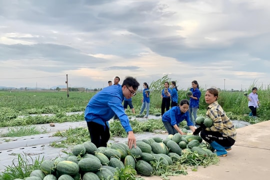 Thanh niên Hải Dương giúp dân phòng chống bão số 3